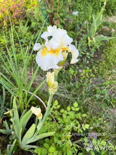 Ирис By Moonlight