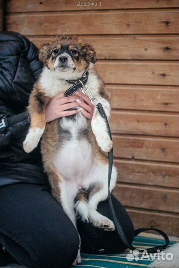 Девочка трехцветная