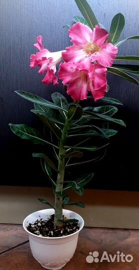 Адениум / Dorset horn medusa