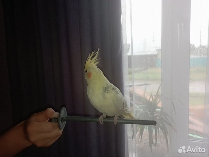 Попугай корелла с клеткой