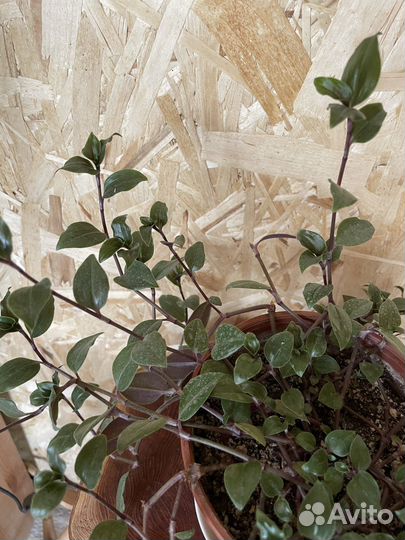 Традесканция комнатные растения