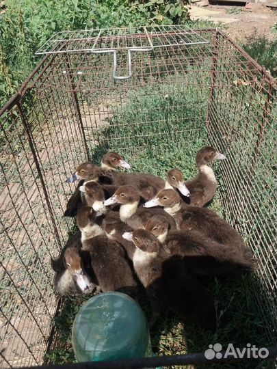 Индоутята и Индоутки