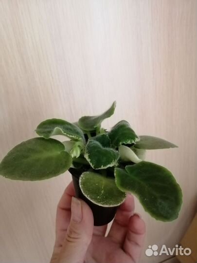 Фиалка стартер