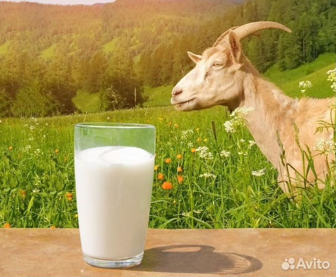 Козье молоко, свежая выпечка