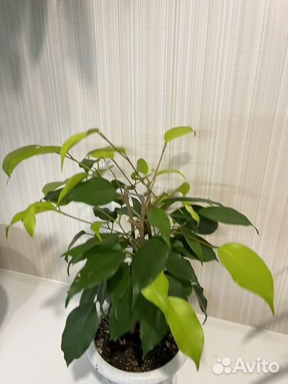 Фикус бенджамина неон
