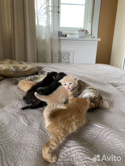 Кошки в добрые руки