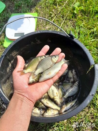 Продаётся малёк карпа