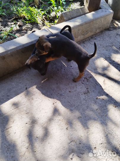 Той-терьер щенки