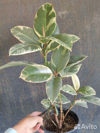 Фикус эластика Тинеке