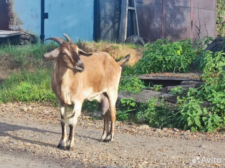 Коза нубо-альпийка