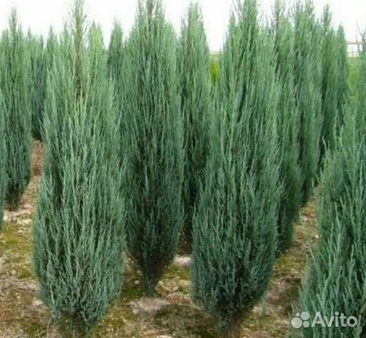 Можжевельник скальный