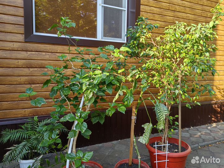 Фикус бенджамина большой