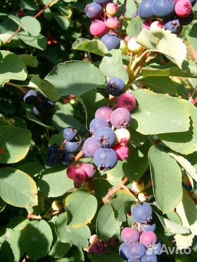 Ирга саженцы