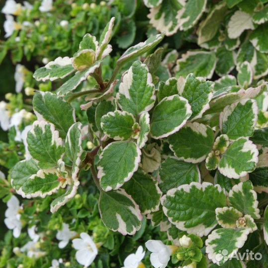 Комнатная мята