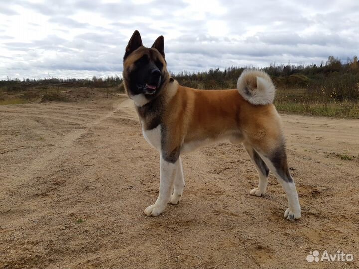 Вязка кобеля Американская акита