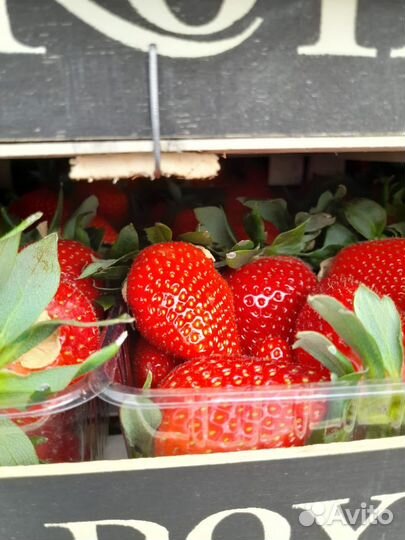Клубника свежая очень сладкая