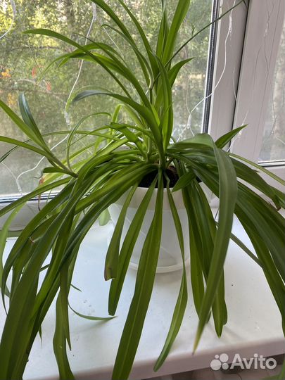 Хлорофитум