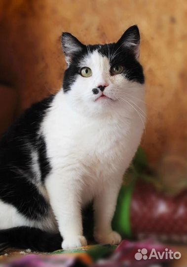 Котик в добрые руки