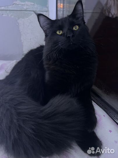 Котята мейн-кун девочка