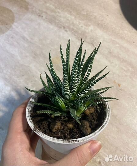 Суккуленты хавортия, цветы