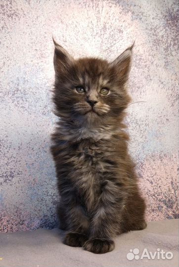 Котик мейн-кун