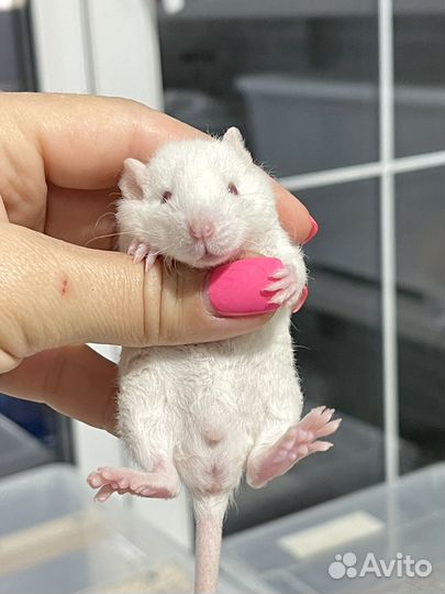 Крыса/крысята Дамбо Рекс