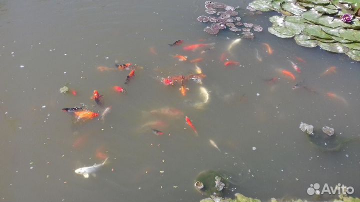 Карпы кои