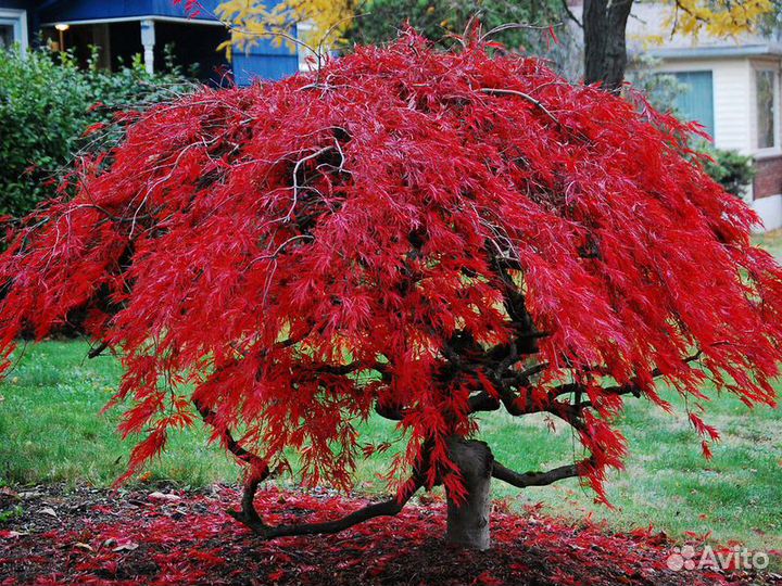 Клен веерный