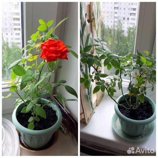 Комнатные цветы роза Кордена