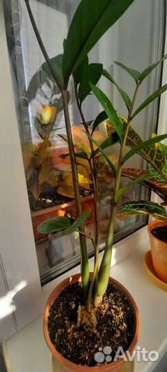 Замиокулькас