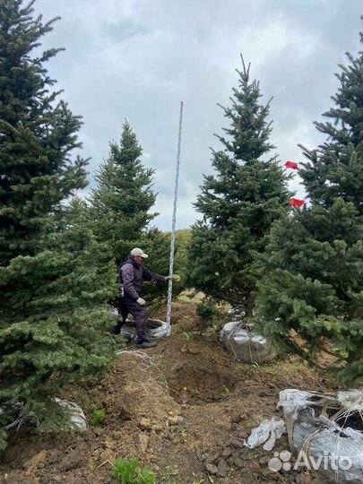 Ель колючая (сизая, голубая, зеленая)