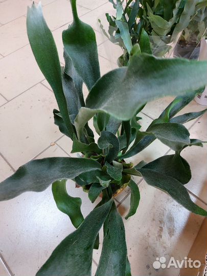 Комнатные растения