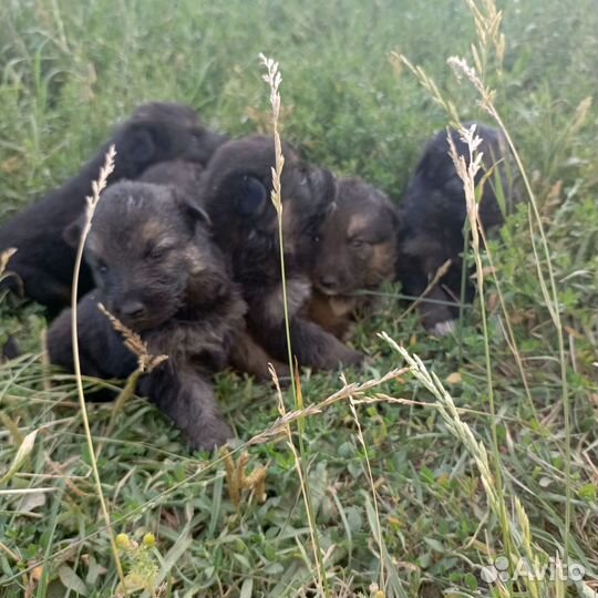 Щенки восточной овчарки