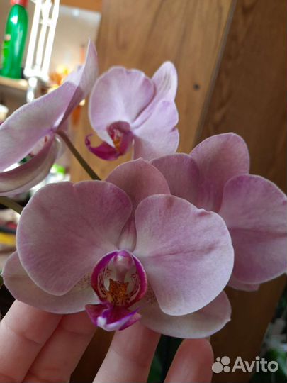 Орхидея Хазард