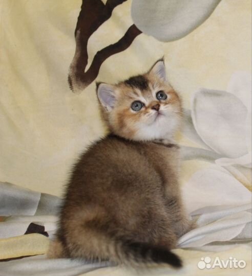 Британский котёнок