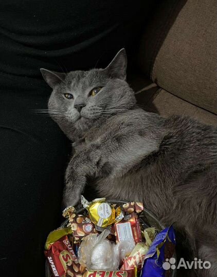 Вазка кота