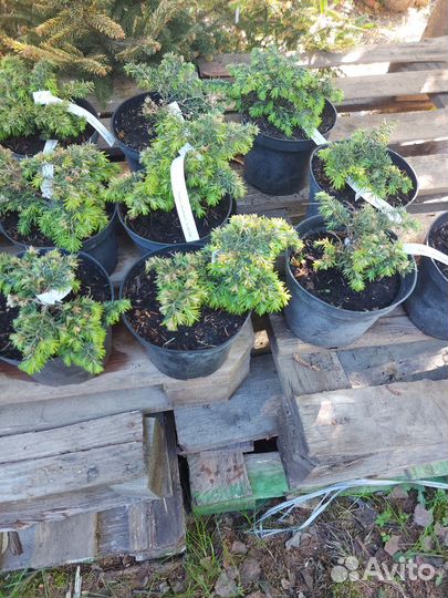 Тсуга канадская Джедделох С2 15см