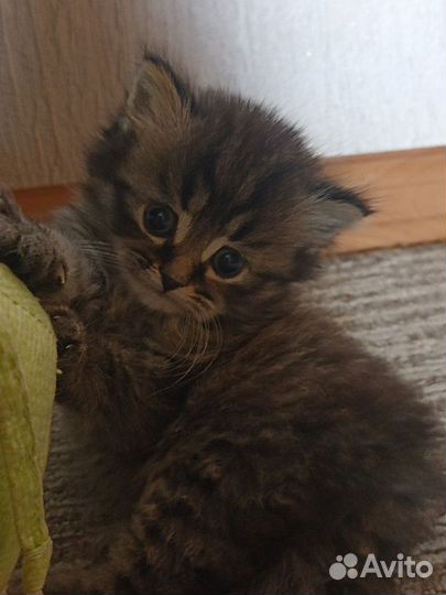 Красивые Бриташки