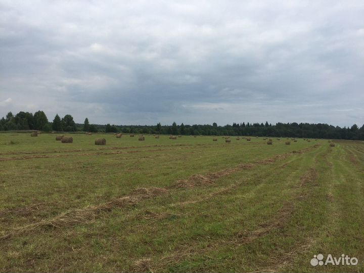 Сено 2023 года