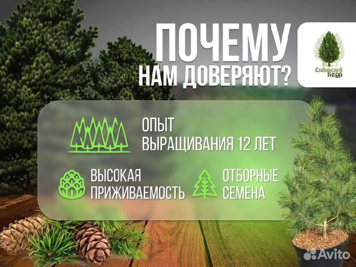 Саженцы кедра от производителя экстра класс