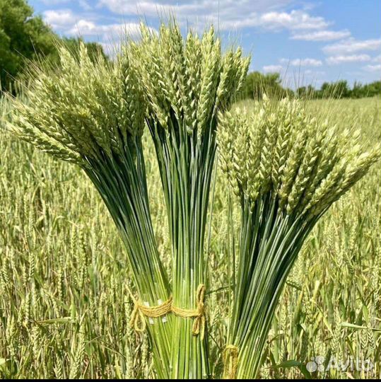 Сухоцветы пшеница