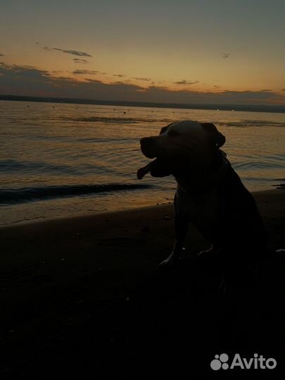 Амстафф на вязку