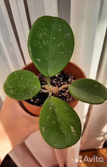 Хойи Белла альба, Обовата сплеш