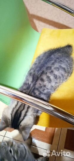 Кошка