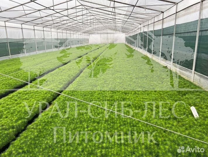 Голубая ель зкс сеянцы