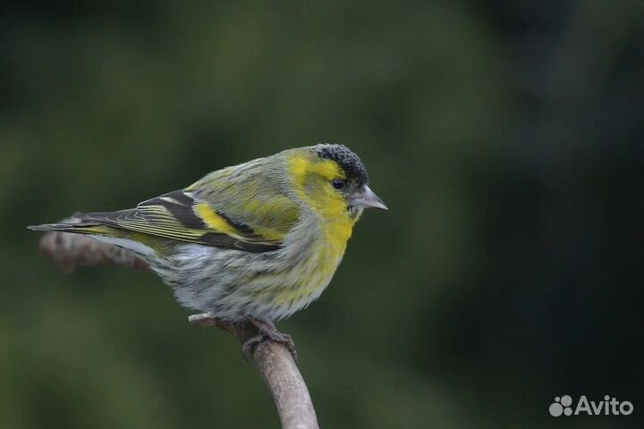 Певчие лесные птицы