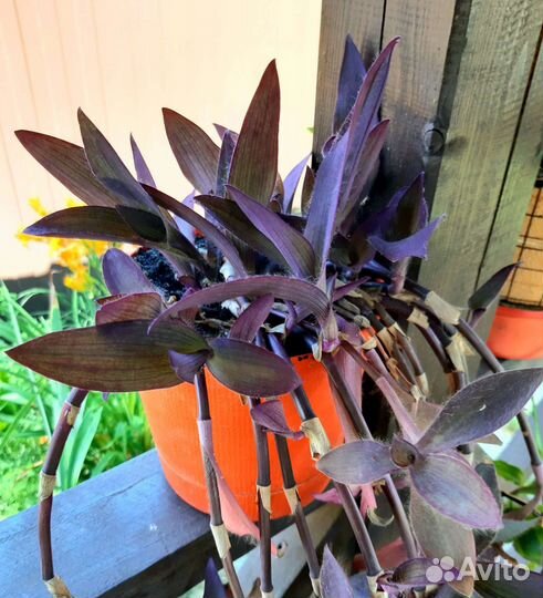 Традесканция бледная