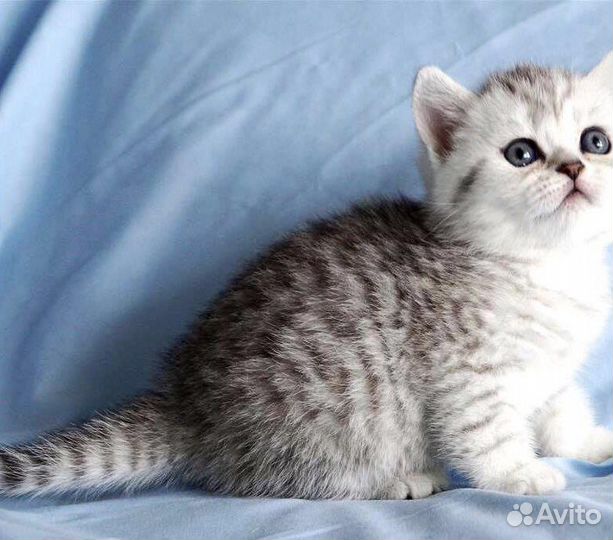 Шотладские котята
