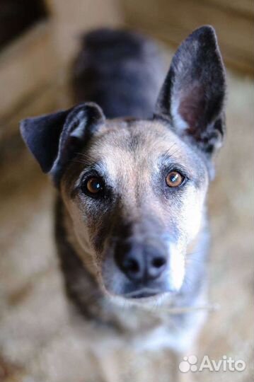 Собака в добрые руки из приюта