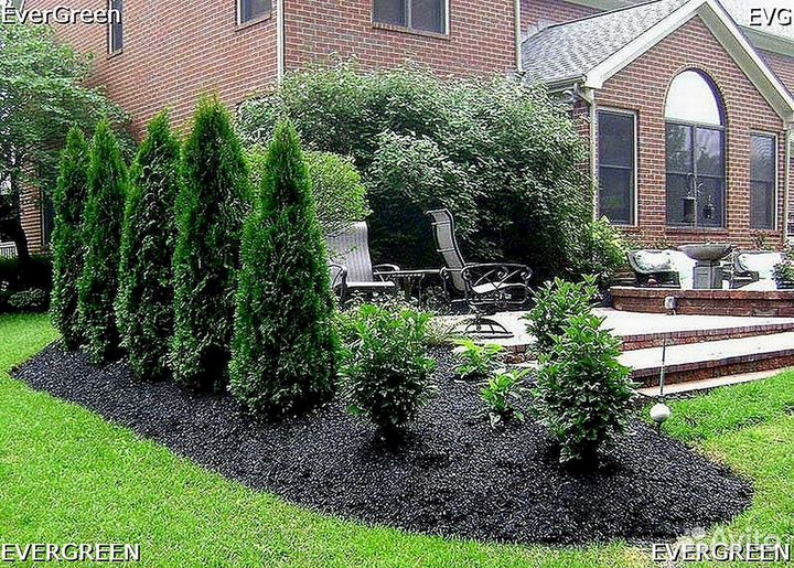 Туя зеленая